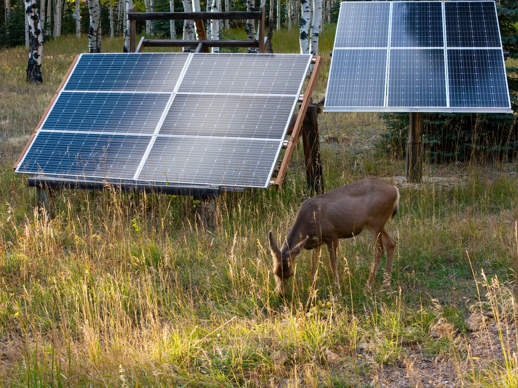 Deer by solar panels