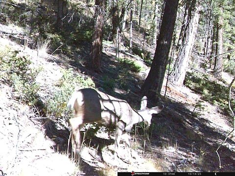 Trail camera frame taken 14 October 2023 at 10:38