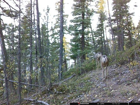 Trail camera frame taken 14 October 2023 at 17:29