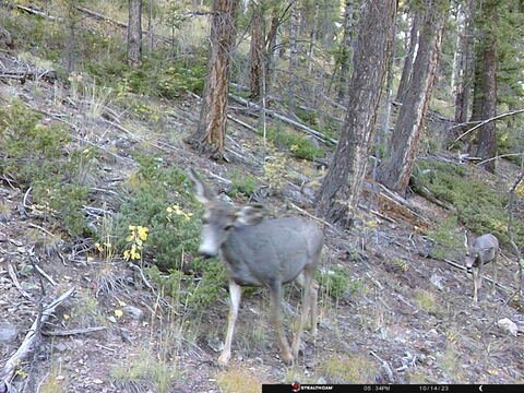 Trail camera frame taken 14 October 2023 at 17:34