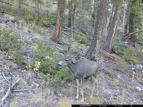 Trail camera frame taken 14 October 2023 at 17:34