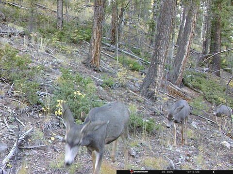Trail camera frame taken 14 October 2023 at 17:35