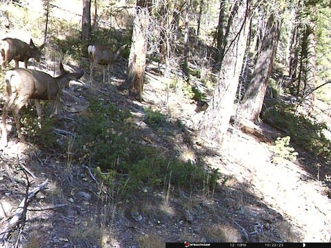 Trail camera frame taken 22 October 2023 at 12:10