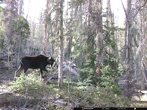 Trail camera frame taken 3 May 2023 at 16:58
