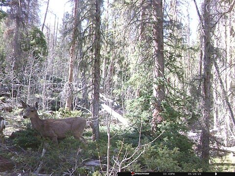 Trail camera frame taken 28 May 2023 at 15:44