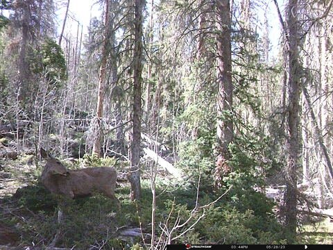 Trail camera frame taken 28 May 2023 at 15:44