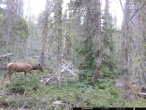 Trail camera frame taken 4 June 2023 at 13:07