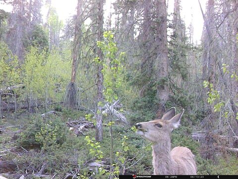 Trail camera frame taken 13 June 2023 at 18:26