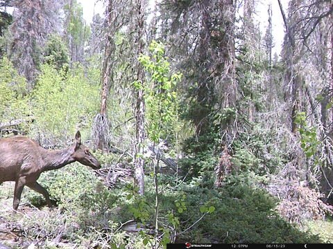 Trail camera frame taken 15 June 2023 at 12:07