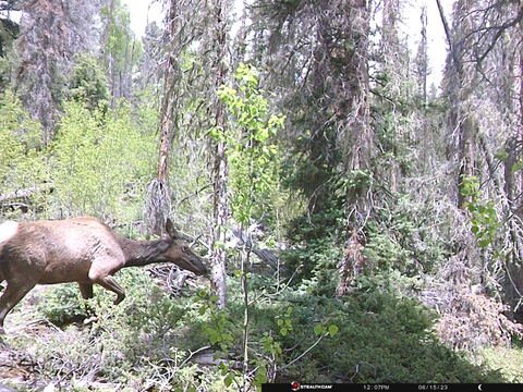 Trail camera frame taken 15 June 2023 at 12:07