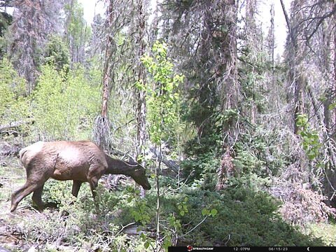 Trail camera frame taken 15 June 2023 at 12:07