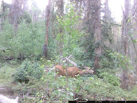 Trail camera frame taken 17 July 2023 at 18:12