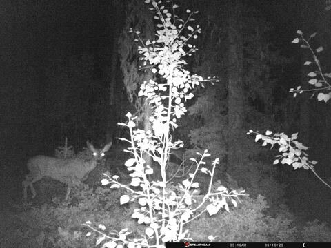 Trail camera frame taken 10 September 2023 at 03:19