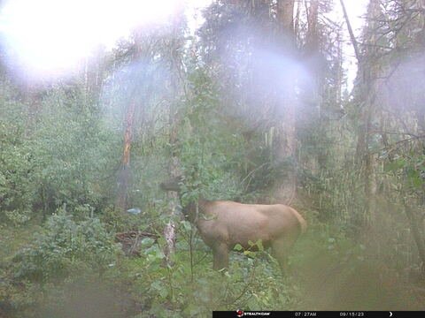 Trail camera frame taken 15 September 2023 at 07:27