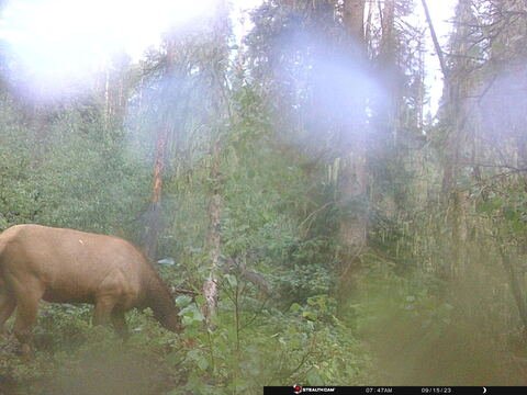 Trail camera frame taken 15 September 2023 at 07:47
