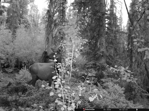 Trail camera frame taken 22 September 2023 at 06:35