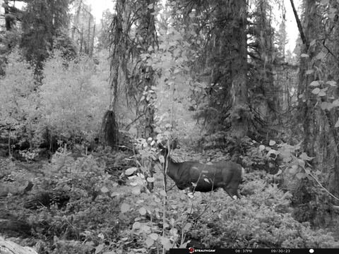 Trail camera frame taken 30 September 2023 at 18:38
