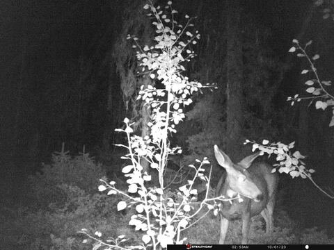 Trail camera frame taken 1 October 2023 at 02:53