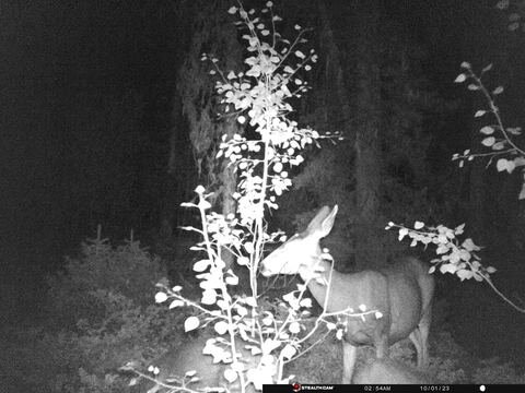 Trail camera frame taken 1 October 2023 at 02:55