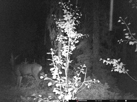 Trail camera frame taken 1 October 2023 at 02:58