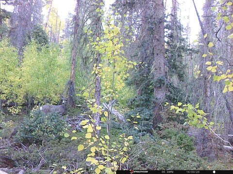 Trail camera frame taken 3 October 2023 at 17:31