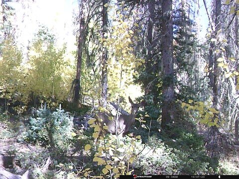 Trail camera frame taken 7 October 2023 at 09:35
