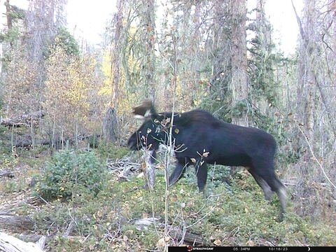 Trail camera frame taken 16 October 2023 at 17:35
