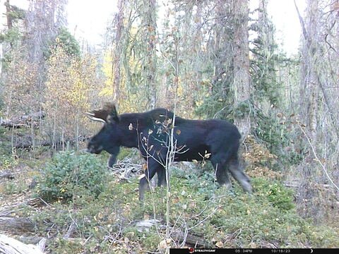 Trail camera frame taken 16 October 2023 at 17:35