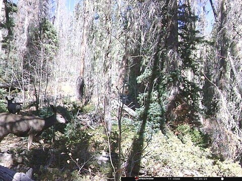 Trail camera frame taken 26 October 2023 at 11:03