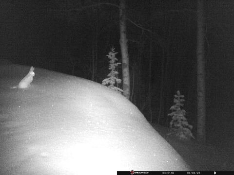 Trail camera frame taken 4 April 2025 at 03:01