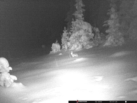 Trail camera frame taken 7 May 2025 at 02:21