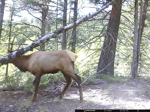 Trail camera frame taken 25 September 2025 at 15:55