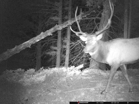 Trail camera frame taken 26 September 2025 at 05:14