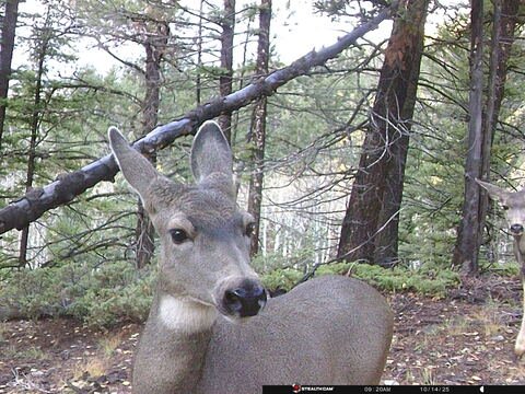 Trail camera frame taken 14 October 2025 at 09:21