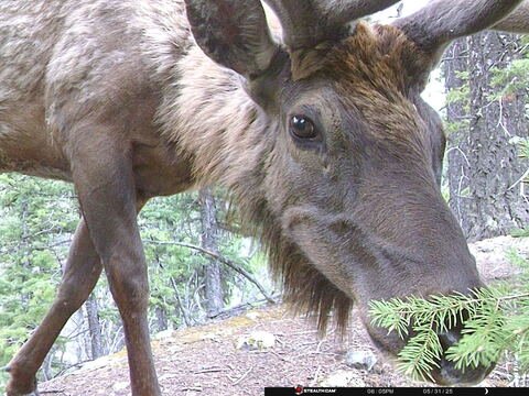 Trail camera frame taken 31 May 2025 at 18:05