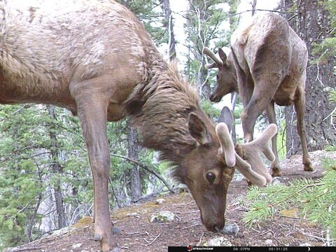 Trail camera frame taken 31 May 2025 at 18:07