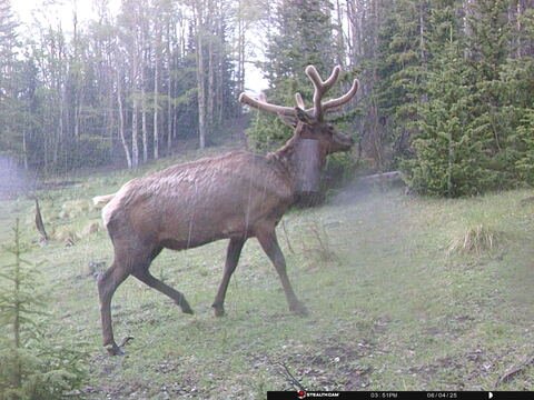 Trail camera frame taken 4 June 2025 at 15:51