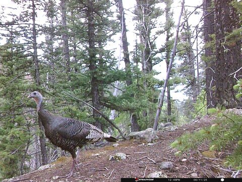Trail camera frame taken 11 June 2025 at 12:47