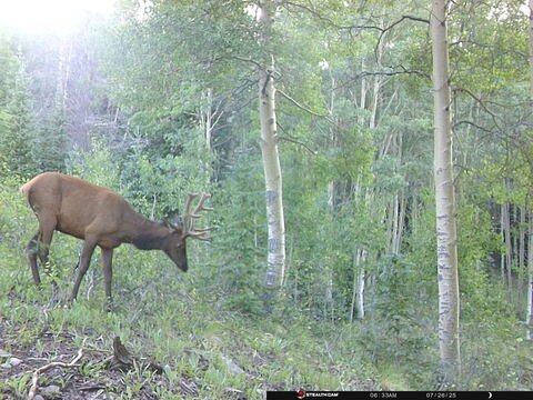 Trail camera frame taken 26 July 2025 at 06:33