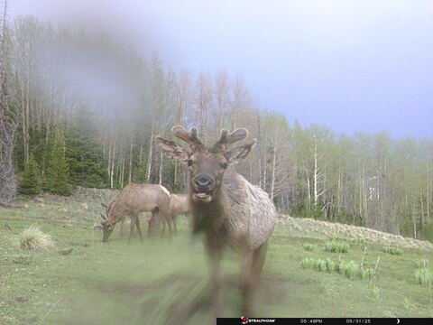 Trail camera frame taken 31 May 2025 at 17:48