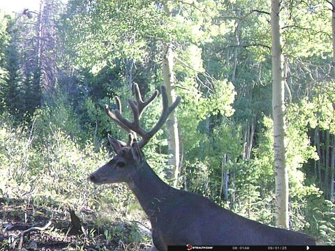 Trail camera frame taken 1 September 2025 at 08:02