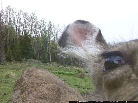 Trail camera frame taken 2 June 2025 at 14:59