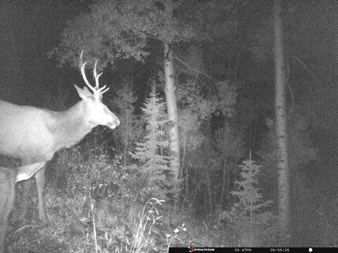 Trail camera frame taken 5 September 2025 at 21:47