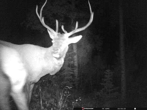Trail camera frame taken 5 September 2025 at 21:49