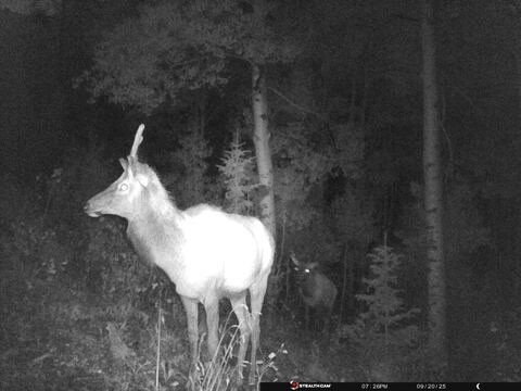 Trail camera frame taken 20 September 2025 at 19:26