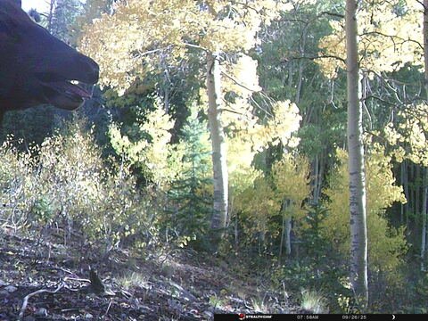 Trail camera frame taken 26 September 2025 at 07:58
