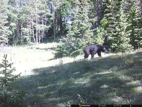 Trail camera frame taken 28 June 2025 at 09:42