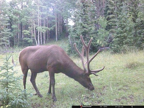 Trail camera frame taken 23 July 2025 at 17:18