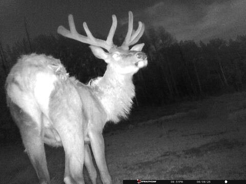 Trail camera frame taken 8 June 2025 at 20:51
