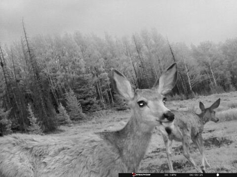 Trail camera frame taken 9 June 2025 at 20:14